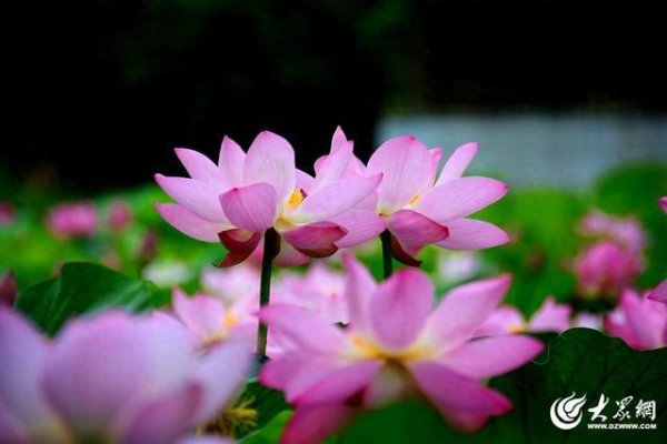 长富资本 临沂：荷花争艳“醉”游人